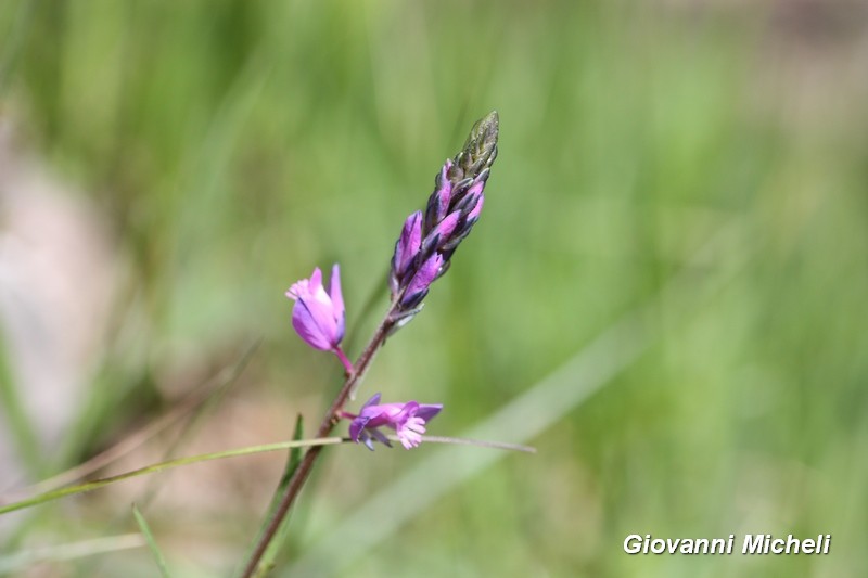 Polygala sp.